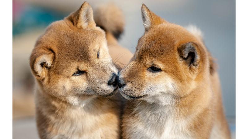 2匹の犬が鼻タッチしている写真