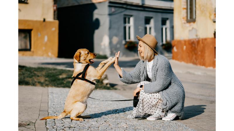 犬と飼い主がハイタッチしている写真