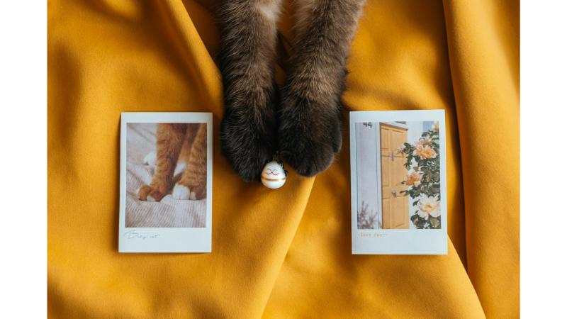 猫の写真と猫の手