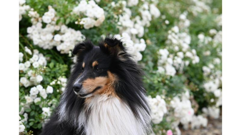 白い花が咲く前に座るコリー犬