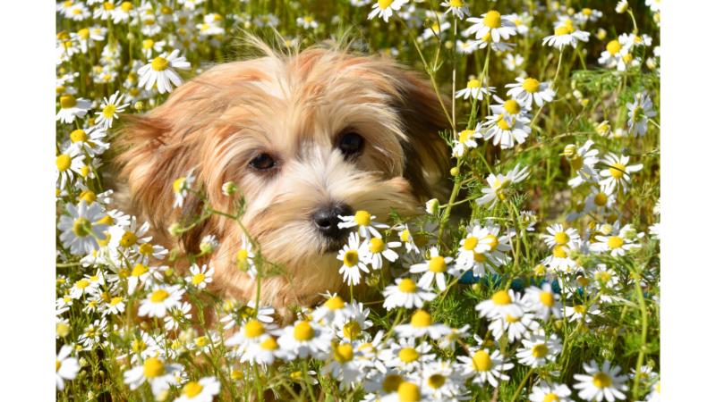 花畑の中にいる犬の写真