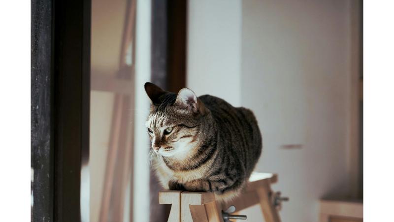 猫が台の上に座っている写真