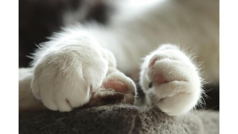 猫の手足の写真