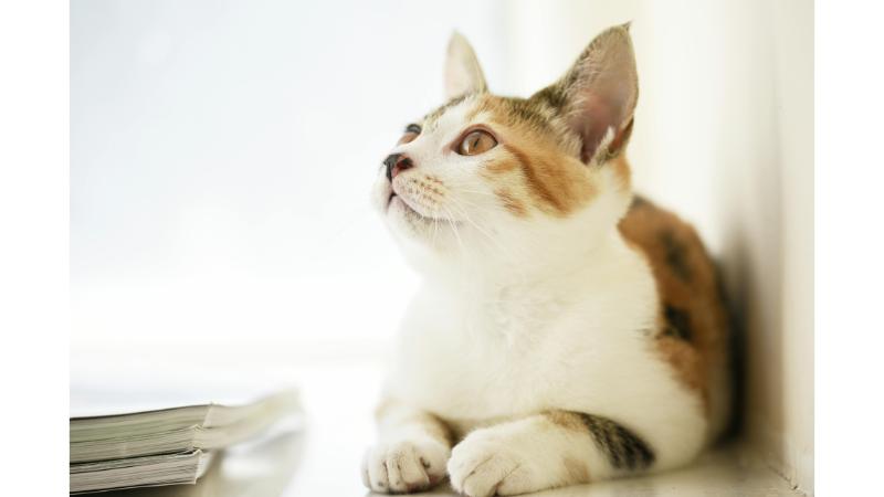 座って上を見上げる猫の写真