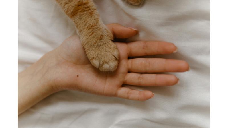 飼い主の手と猫の手が重なった写真