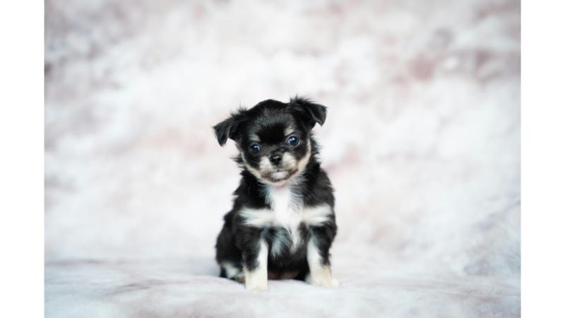 白黒の子犬