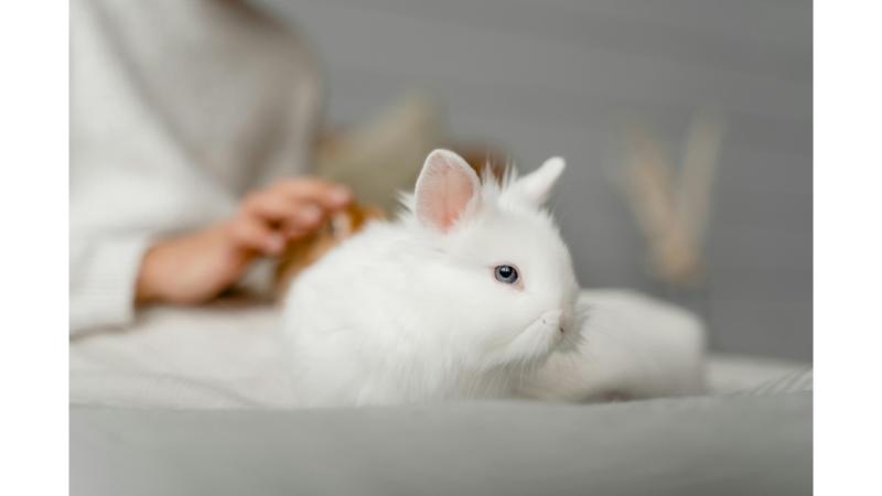 飼い主と白うさぎ