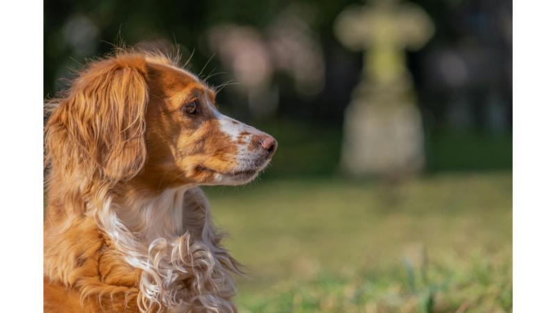 草原の中で遠くを見つめる犬