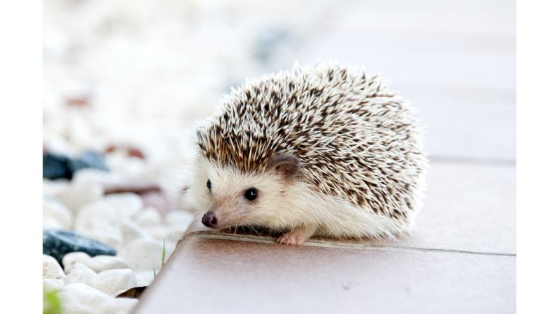 ハリネズミ