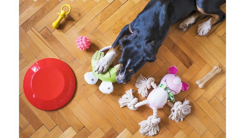 黒い犬と床に置かれた沢山のおもちゃ