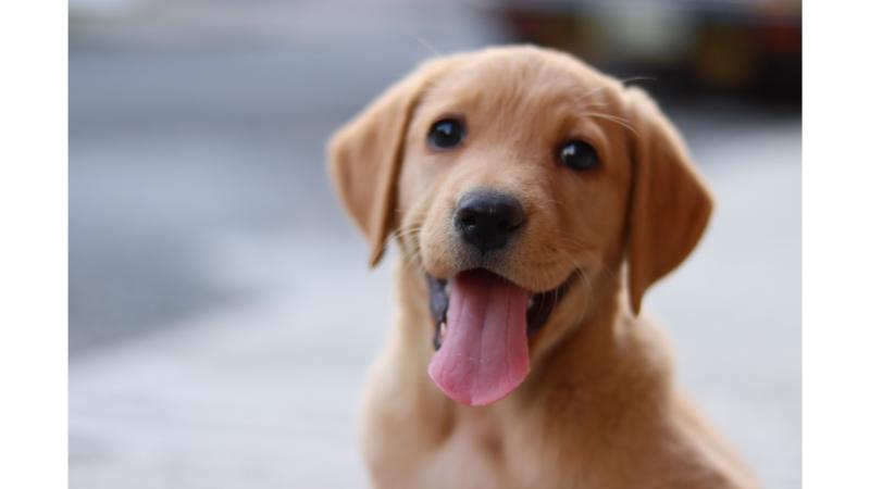 笑顔で舌を出しこちらを見つめる子犬