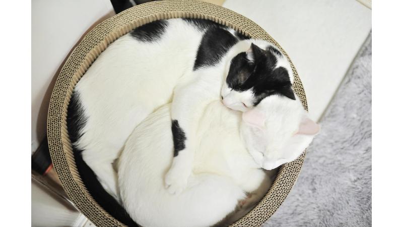 寄り添いながら眠る2匹の猫