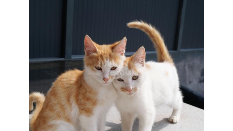 ２匹の寄り添う仔猫