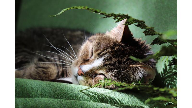 緑の布の上で眠る猫