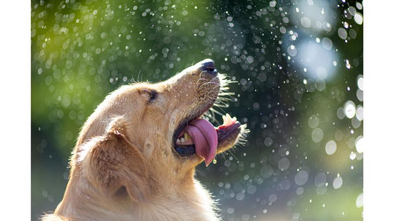 水しぶきを浴びる大型犬の横顔