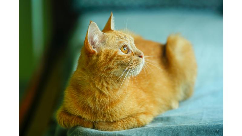窓際座り込み横を向く茶色の猫