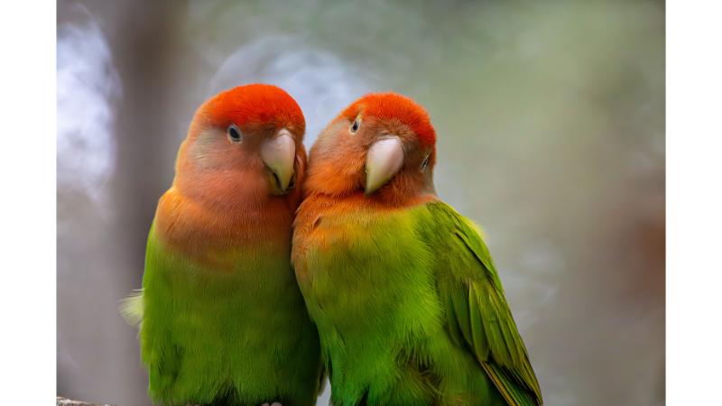寄り添うインコ
