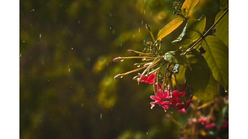 雨が滴る赤い花と葉っぱ