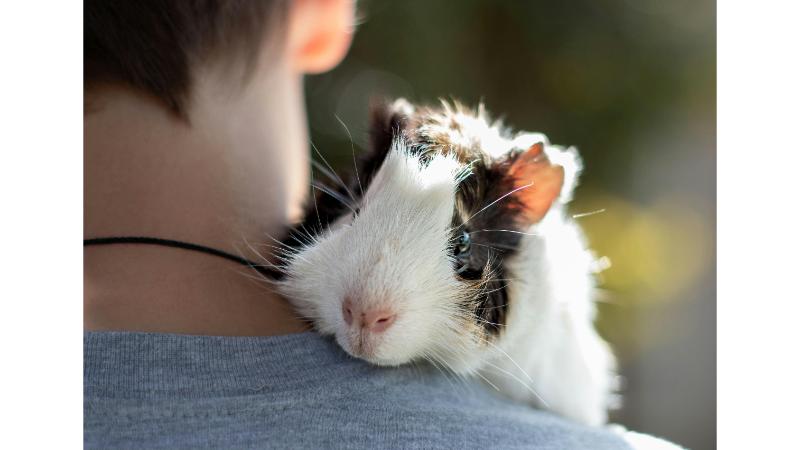 飼い主に抱っこされるウサギ
