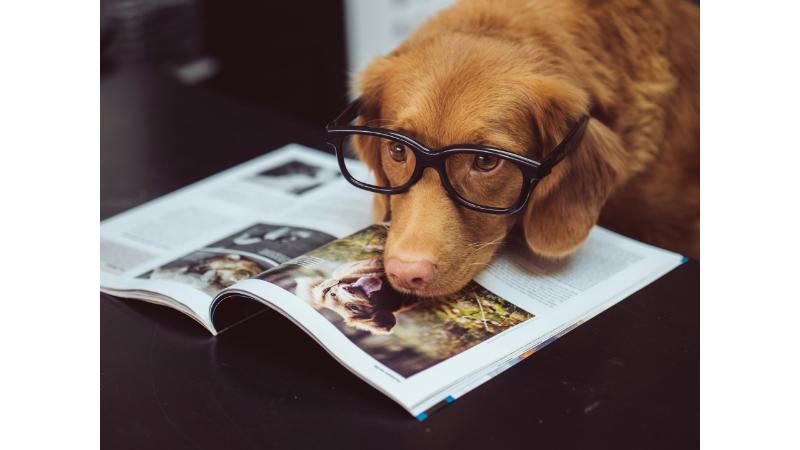 眼鏡をかけて雑誌に顔を乗せる茶色の大型犬