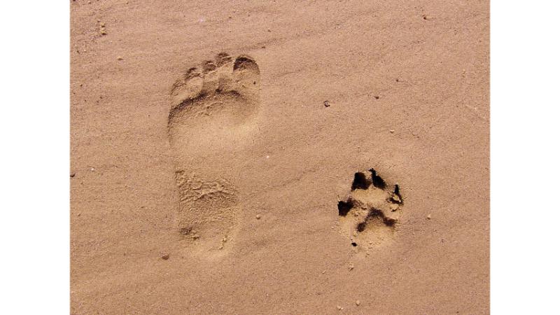 砂浜に並ぶ人間と犬の足跡