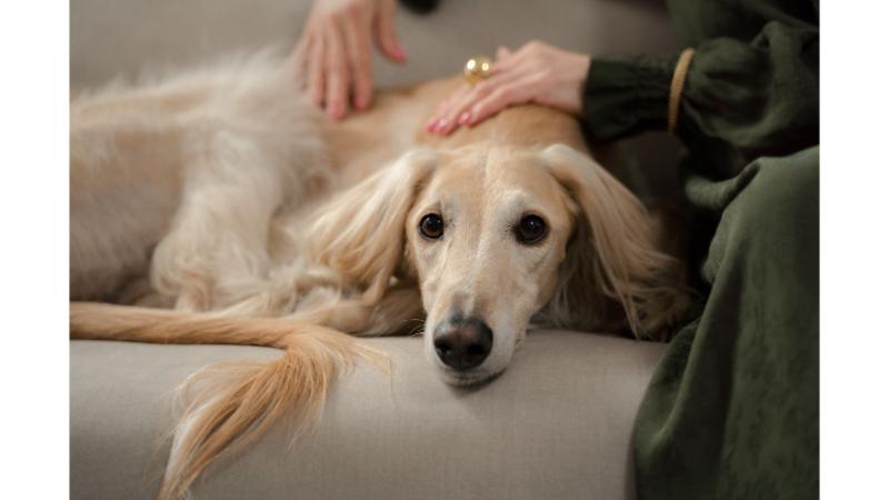 ソファーの上で飼い主に撫でられる犬の写真