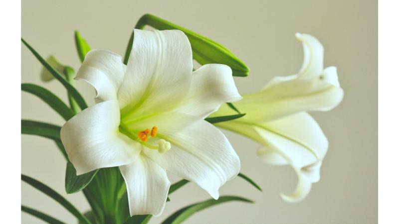 白いユリの花のアップ写真