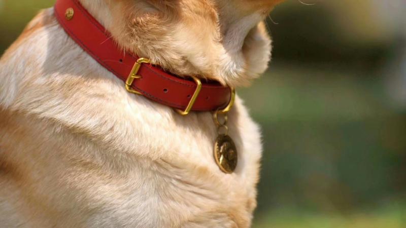 犬が付けている赤い首輪のアップ写真