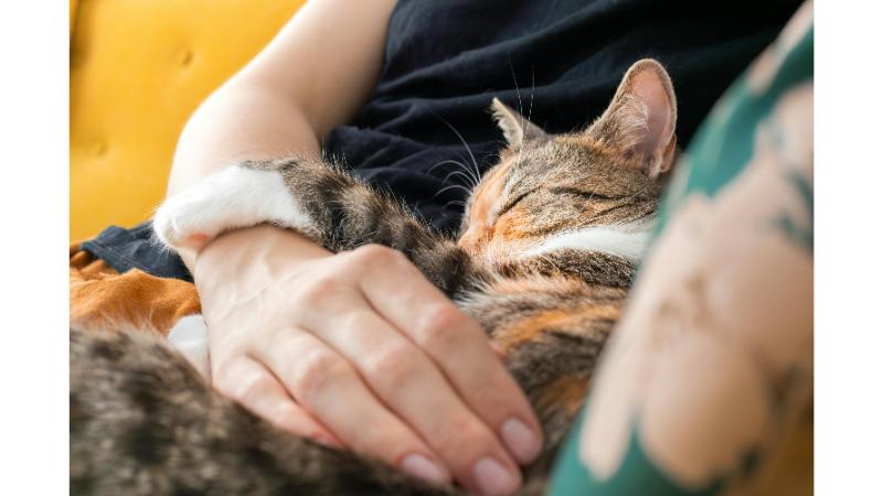 飼い主を抱きしめながら眠る猫