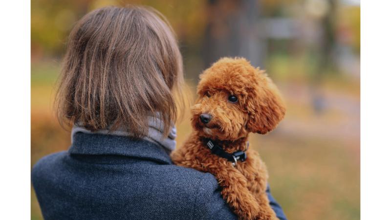 女性に抱かれる茶色の犬と女性の後ろ姿