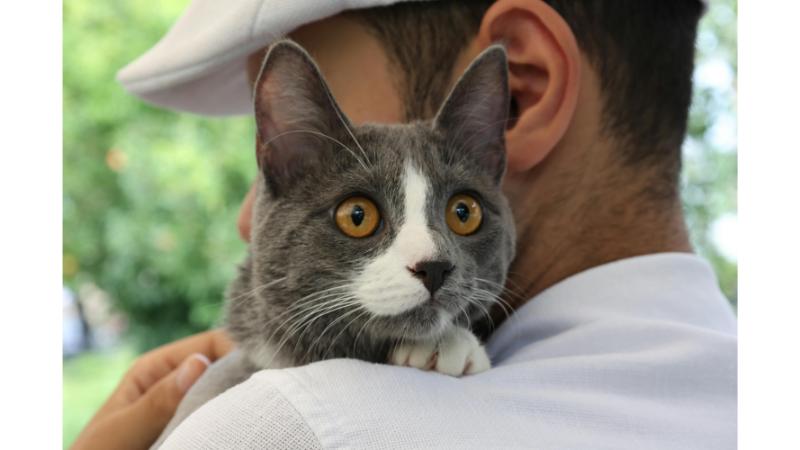 白い服の男性に抱かれる白とグレーの猫