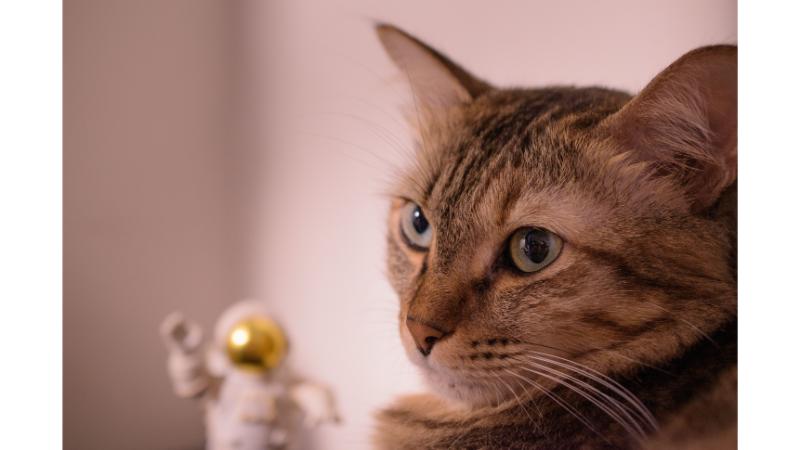 横を見る猫の写真