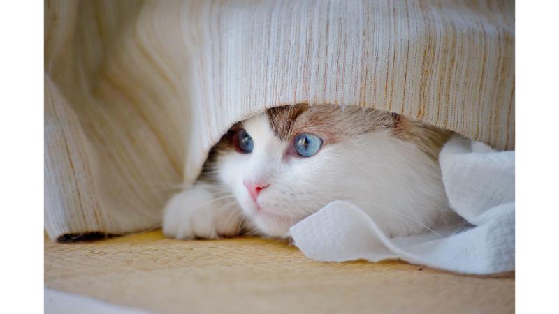 カーテンの裾から顔を出す猫の写真