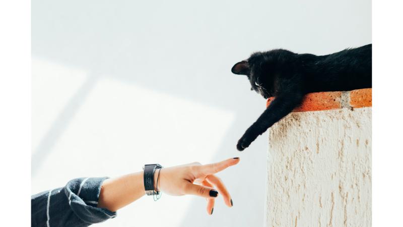 お互いに手を伸ばす黒い子猫と飼い主の手