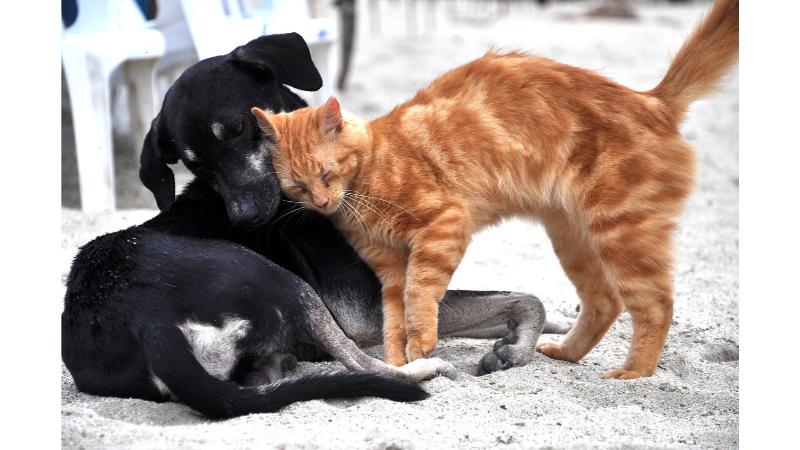 砂浜に寝転びながら寄り添う黒い犬と茶色の猫