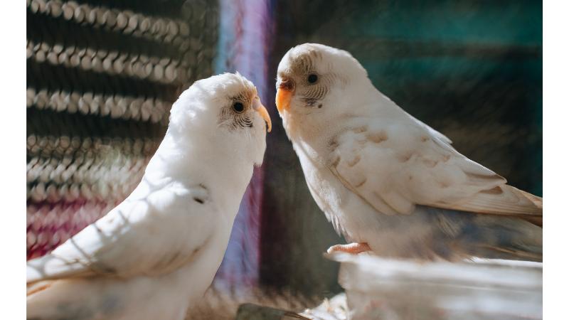 見つめ合う白いインコの写真