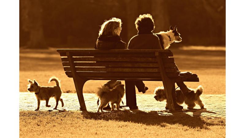 夕暮れに公園のベンチに座る男女の後ろ姿と周りで遊ぶ沢山の小型犬