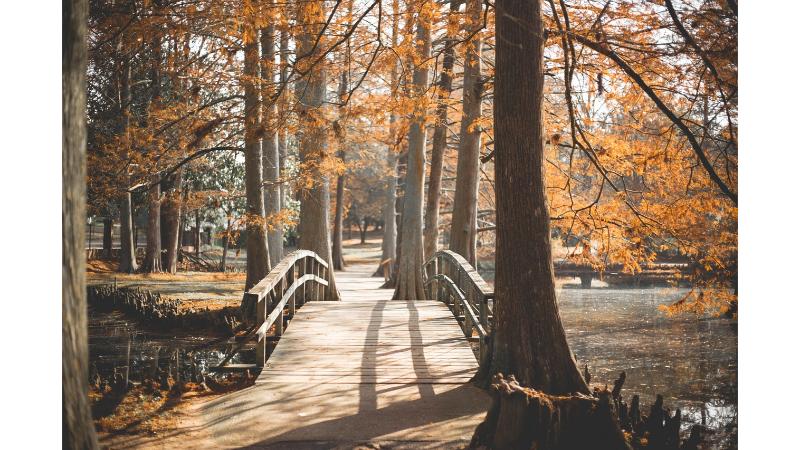 紅葉の綺麗な公園に、光が差し込み、目の前には木で出来た橋が架かっている。