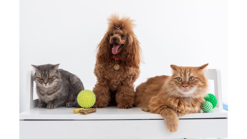 2匹の猫と茶色の犬