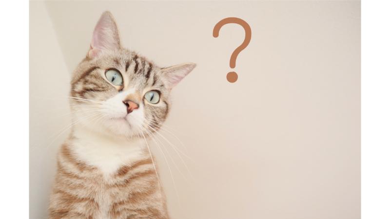 首をかしげる猫と茶色のハテナマーク