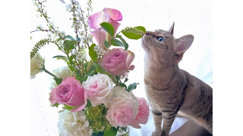 ピンクのバラが生けられた花瓶と猫
