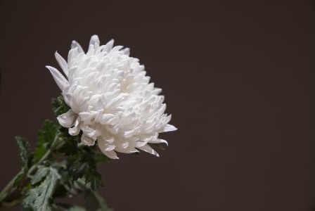 白い菊の花