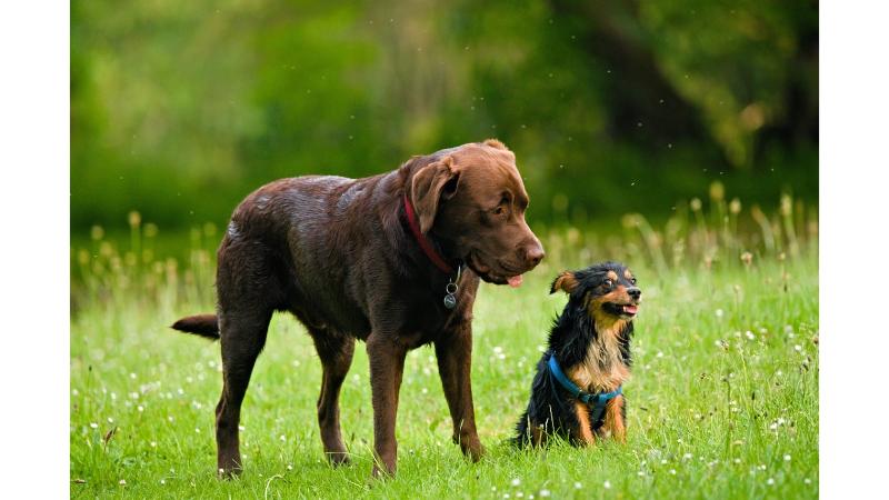 草むらにいる大型犬と小型犬