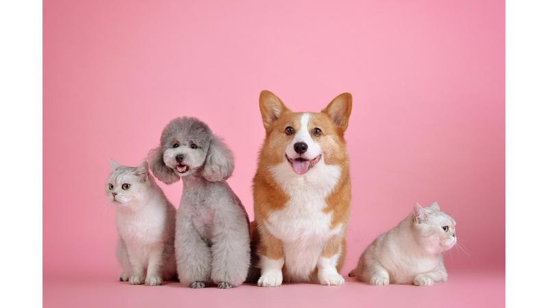 ピンクの部屋に並ぶ4匹の犬と猫