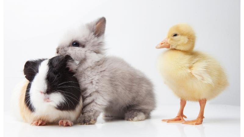 モルモットとこうさぎとアヒルの赤ちゃん
