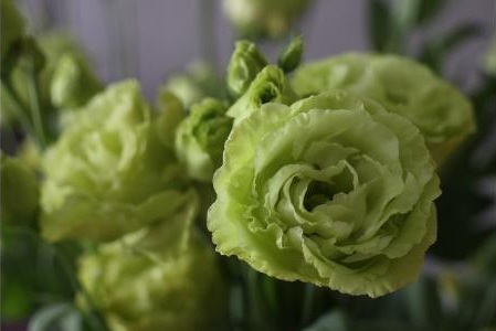 薄緑のトルコキキョウの花