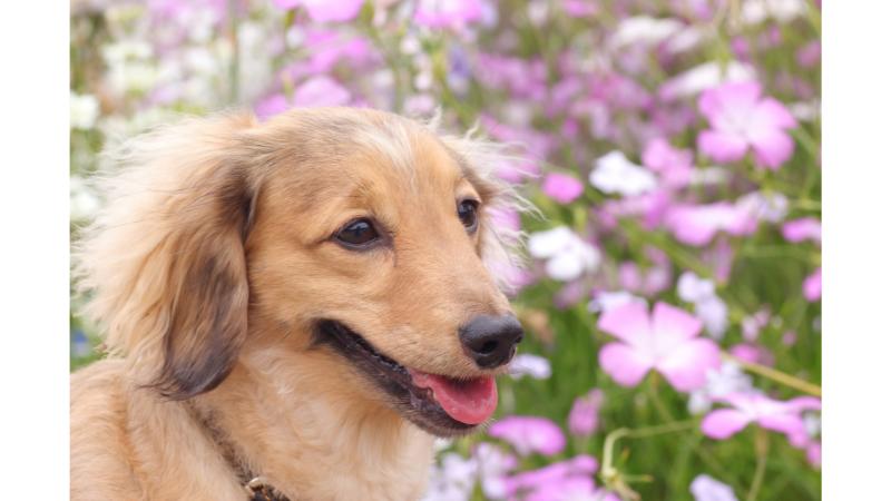 コスモス畑と犬の笑顔