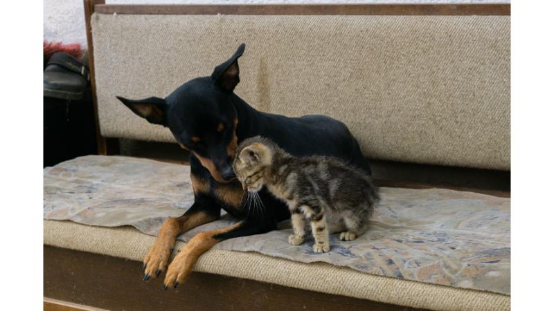 ソファーの上で仲良く寄り添う、黒いイヌと仔猫。