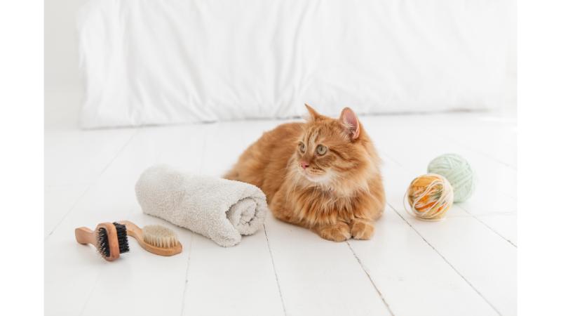 猫とブラシとタオル
