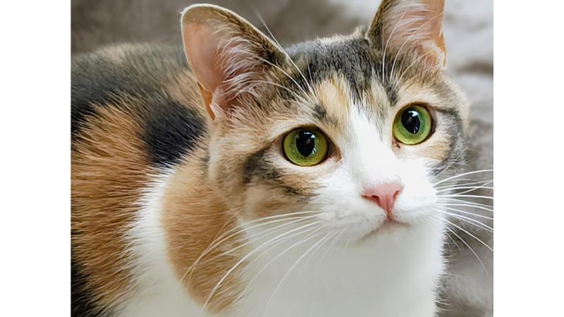 立派な髭を生やした猫が正面を見つめる様子
